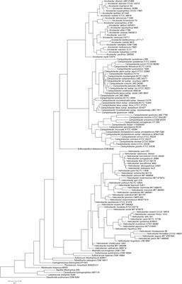 Living in Cold Blood: Arcobacter, Campylobacter, and Helicobacter in <mark class="highlighted">Reptiles</mark>